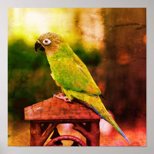 Dusky Headed Conure Parrot Abstract Poster