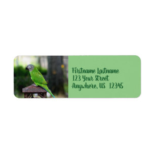 Dusky Headed Conure Parrot Address Label