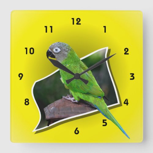 Dusky Headed Conure Parrot Animal Square Wall Clock