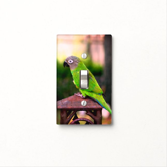 Dusky Headed Conure Parrot     Light Switch Cover (In Situ)