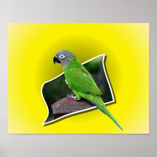 Dusky Headed Conure Parrot Out Of Bounds Poster