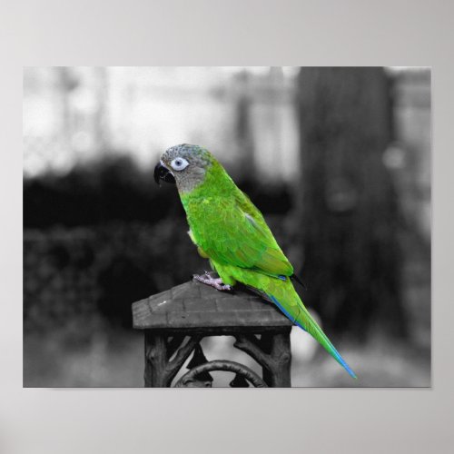 Dusky Headed Conure Parrot Partial Color Poster