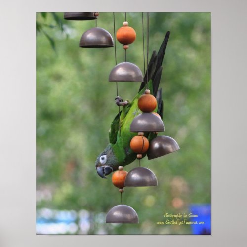 Dusky Headed Conure Parrot Upside Down Poster