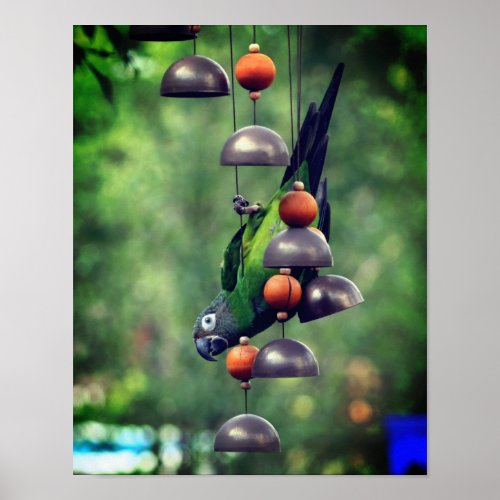 Dusky Headed Conure Parrot Upside Down  Poster