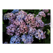 Dusky Hydrangeas (Front Horizontal)