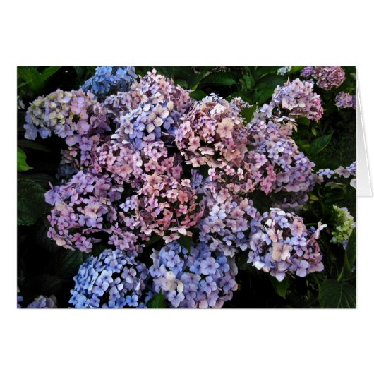 Dusky Hydrangeas Cards (Front Horizontal)