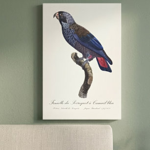 Dusky Parrot or Dusky Pionus, Pionus fuscus Canvas Print