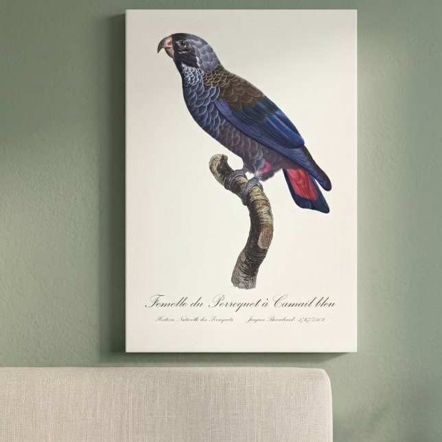 Dusky Parrot or Dusky Pionus, Pionus fuscus Canvas Print (Dusky Parrot or Dusky Pionus, Pionus fuscus. Canvas Print )