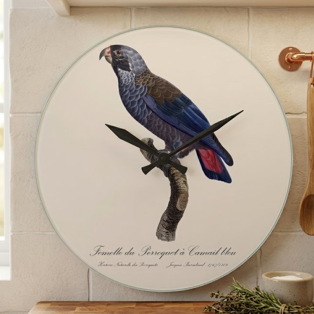 Dusky Parrot or Dusky Pionus, Pionus fuscus Large Clock (Dusky Parrot or Dusky Pionus, Pionus fuscus. Large Clock)