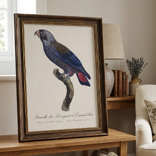 Dusky Parrot or Dusky Pionus, Pionus fuscus Photo Print