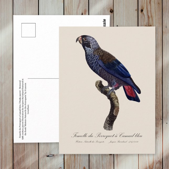 Dusky Parrot or Dusky Pionus, Pionus fuscus Postcard (Dusky Parrot or Dusky Pionus, Pionus fuscus. Postcard)