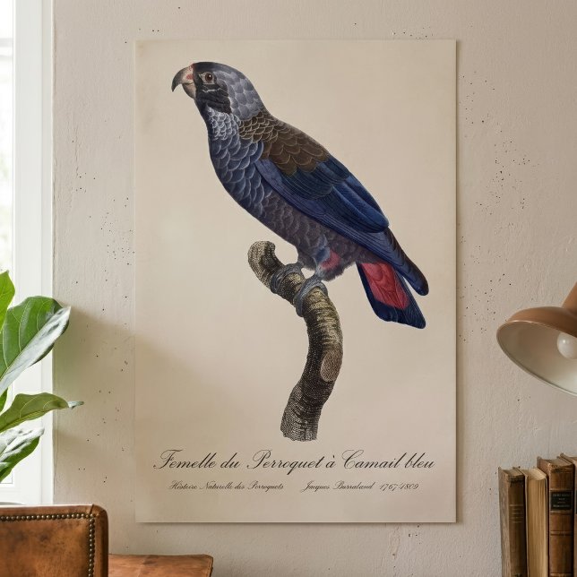 Dusky Parrot or Dusky Pionus, Pionus fuscus Poster (Dusky Parrot or Dusky Pionus, Pionus fuscus. Poster)