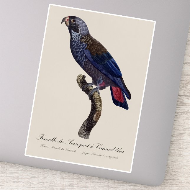 Dusky Parrot or Dusky Pionus, Pionus fuscus Sticker (Dusky Parrot or Dusky Pionus, Pionus fuscus. Sticker)