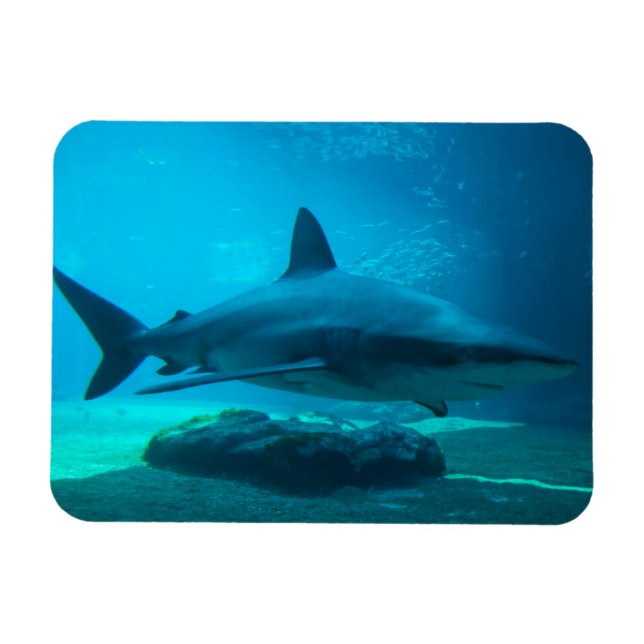 Dusky Shark (Carcharhinus Obscurus), Ushaka Magnet (Horizontal)