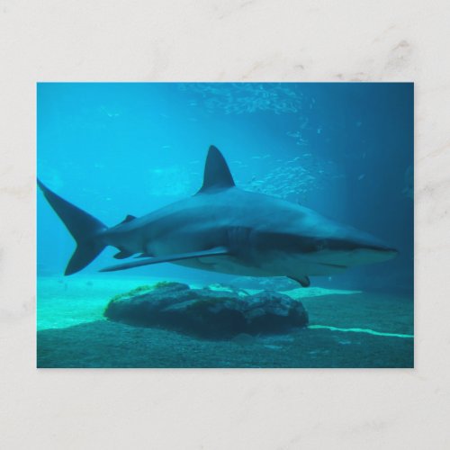 Dusky Shark Carcharhinus Obscurus Ushaka Postcard