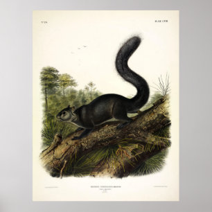 Dusky Squirrel or Mexican Gray Squirrel by Audubon Poster