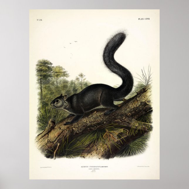 Dusky Squirrel or Mexican Gray Squirrel by Audubon Poster (Front)