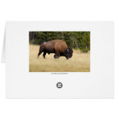 Dusty Bison Bull in Yellowstone National Park (Back Horizontal)