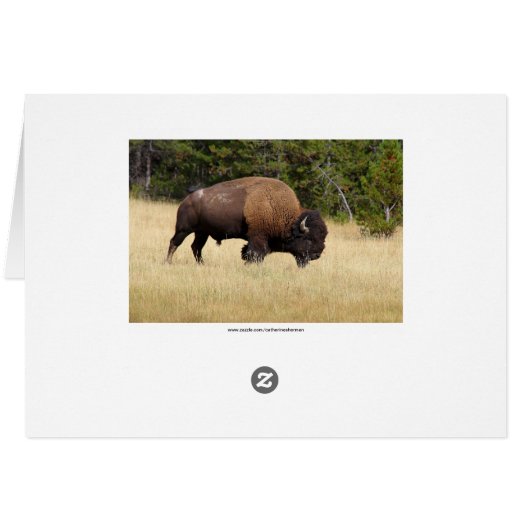 Dusty Bison Bull in Yellowstone National Park (Back Horizontal)