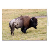Dusty Bison Bull in Yellowstone National Park (Front Horizontal)