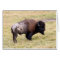 Dusty Bison Bull in Yellowstone National Park