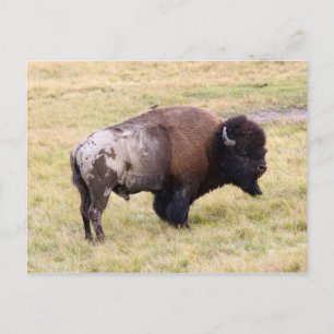 Dusty Bison Bull in Yellowstone National Park Postcard