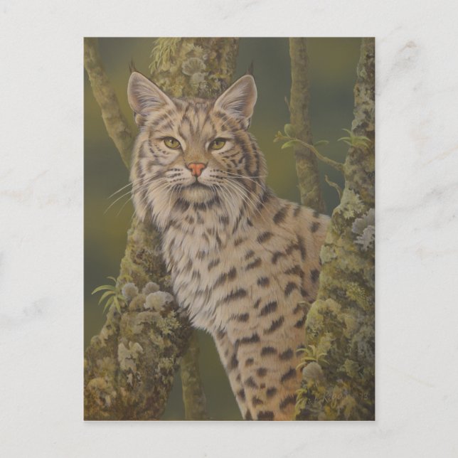 "Dusty" Bobcat Postcard (Front)
