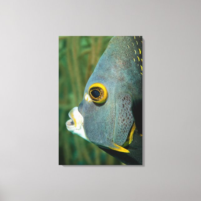 Dutch Antilles, Bonaire, Underwater close-up Canvas Print (Front)