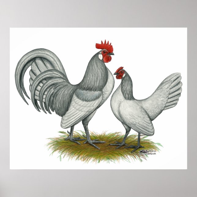 Dutch Bantam:  Self Blue Poster (Front)