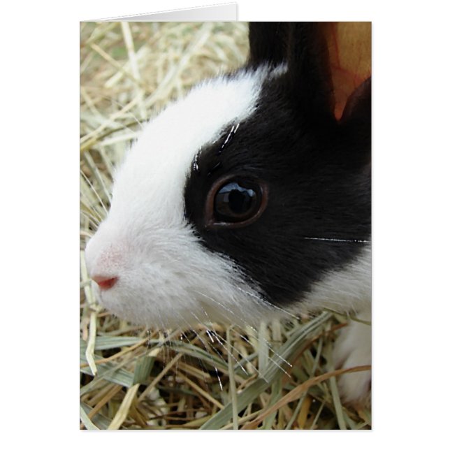 Dutch Bunny Cards (Front)