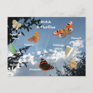 Dutch Butterflies Names Postcard