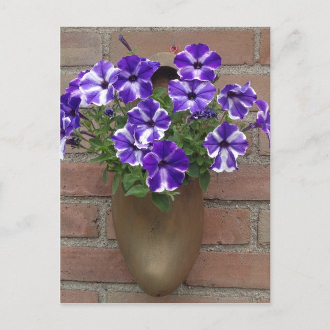 Dutch Clog with Purple Blue White Violet on Wall Postcard (Front)