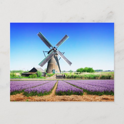 Dutch Farm Windmill and Purple Flower Field  Postcard