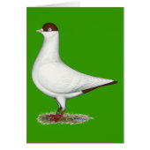 Dutch Helmet Pigeon (Front)