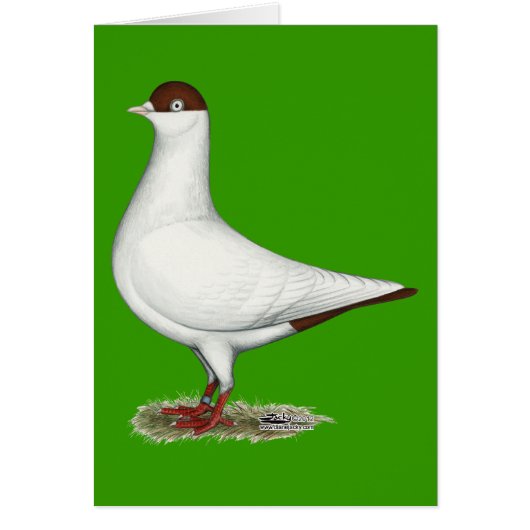 Dutch Helmet Pigeon Cards (Front)