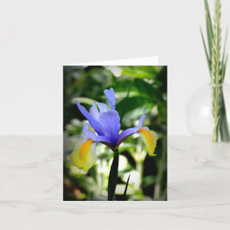 Dutch Iris Card