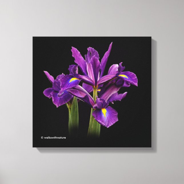 Dutch Iris Purple Sensation Canvas Print (Front)