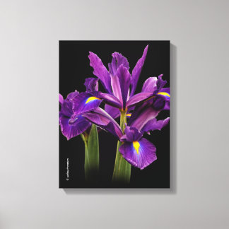 Dutch Iris Purple Sensation Canvas Print