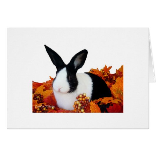 Dutch rabbit in fall leaves (Front Horizontal)