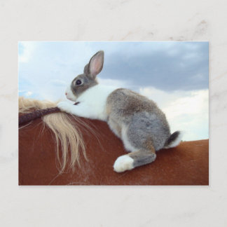 Dutch rabbit riding a horse postcard