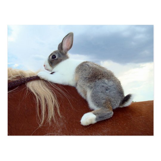 Dutch rabbit riding a horse postcard