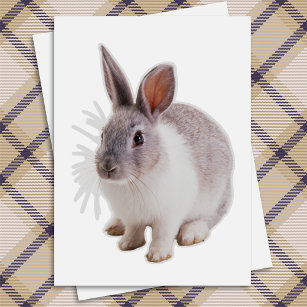 Dutch Rabbit Sticker