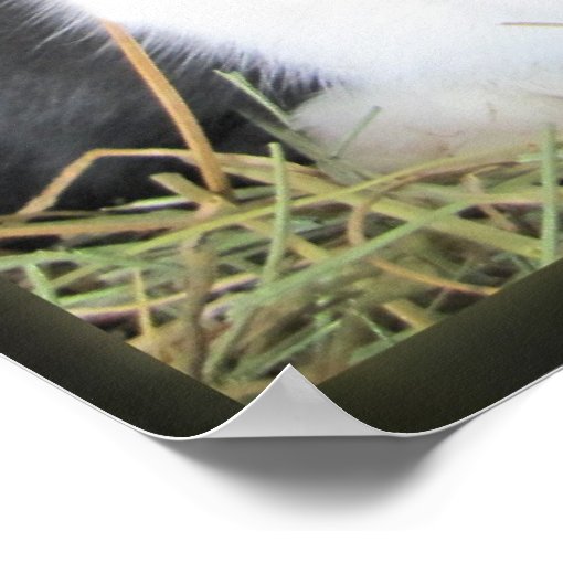 Dutch rabbits large canvas photo poster | Zazzle