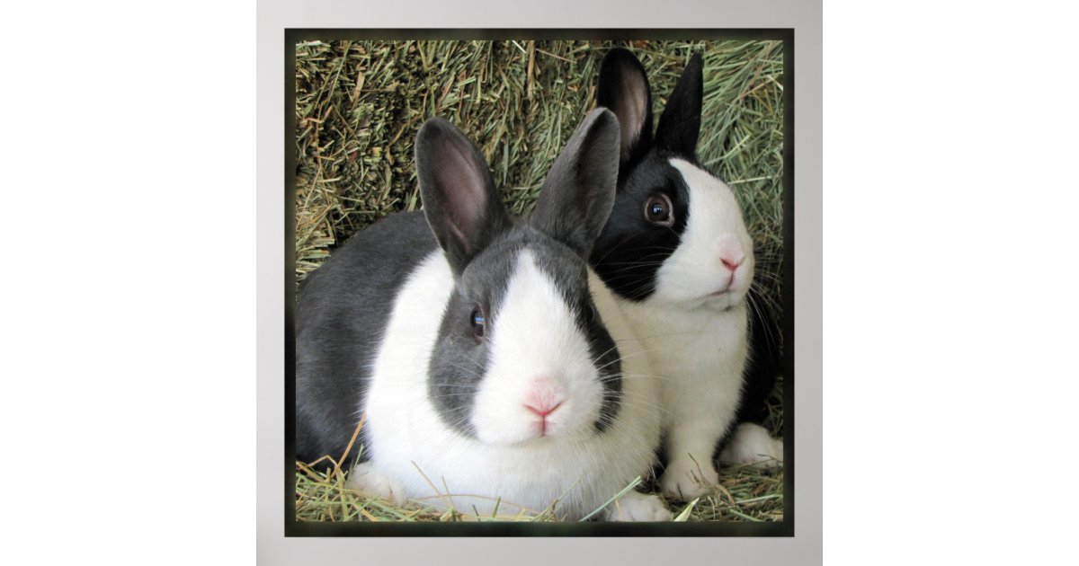 Dutch rabbits large canvas photo poster | Zazzle