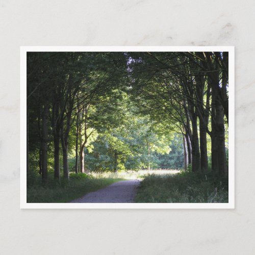 Dutch Salland Region Westerveldse Bos Forest Postcard