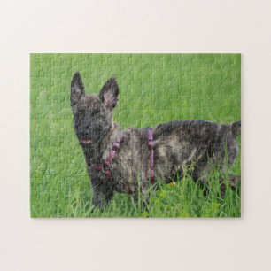 Dutch Shepherd Dog  Jigsaw Puzzle
