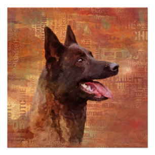 Dutch Shepherd - Dutchie Illustration Poster