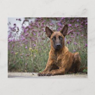 Dutch shepherd- Flowers Postcard