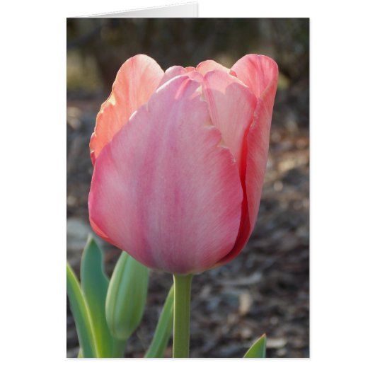 Dutch Tulip Cards (Front)