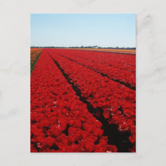 Dutch tulip field postcard